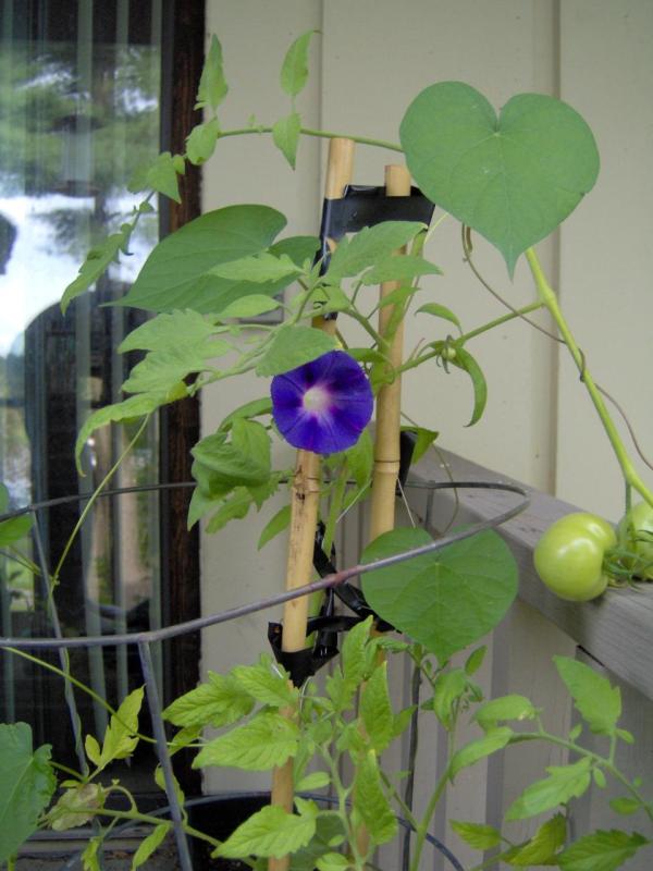 Morning Glories